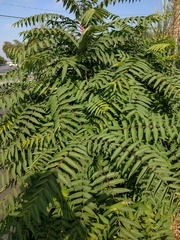 Ailanthus altissima