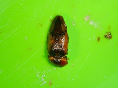 Elateridae