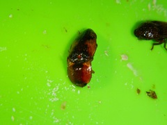 Elateridae