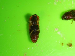 Elateridae