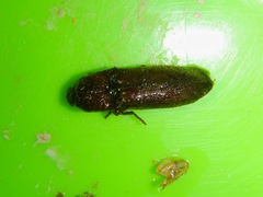 Elateridae