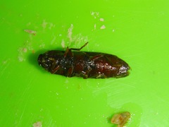 Elateridae