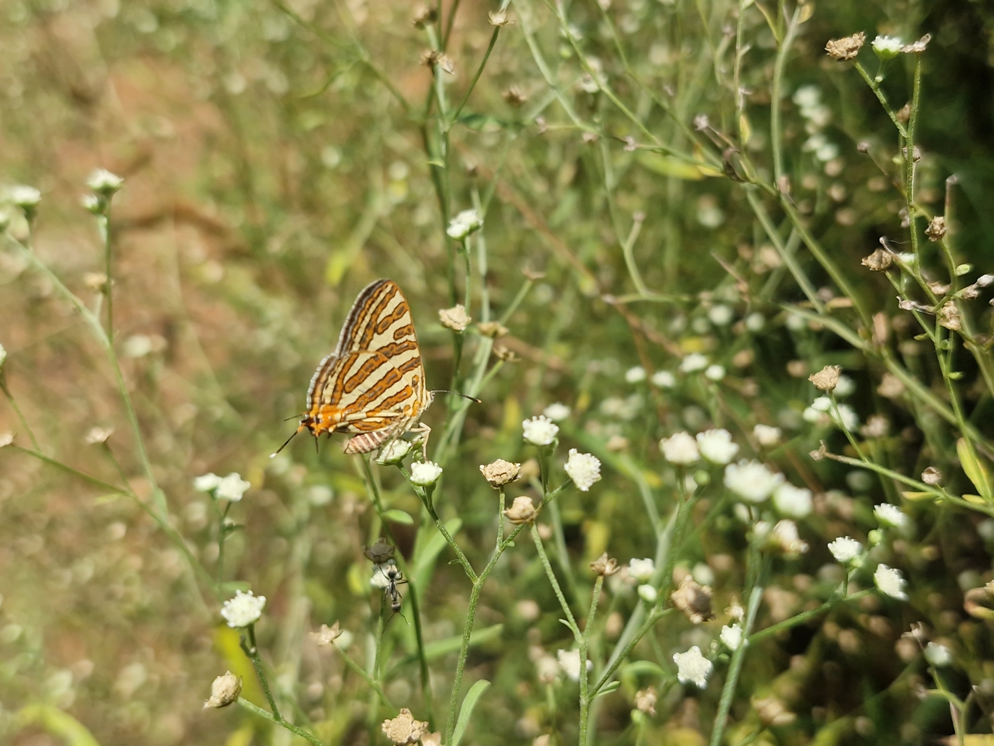 Common Silverline