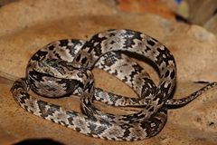 Trimorphodon biscutatus