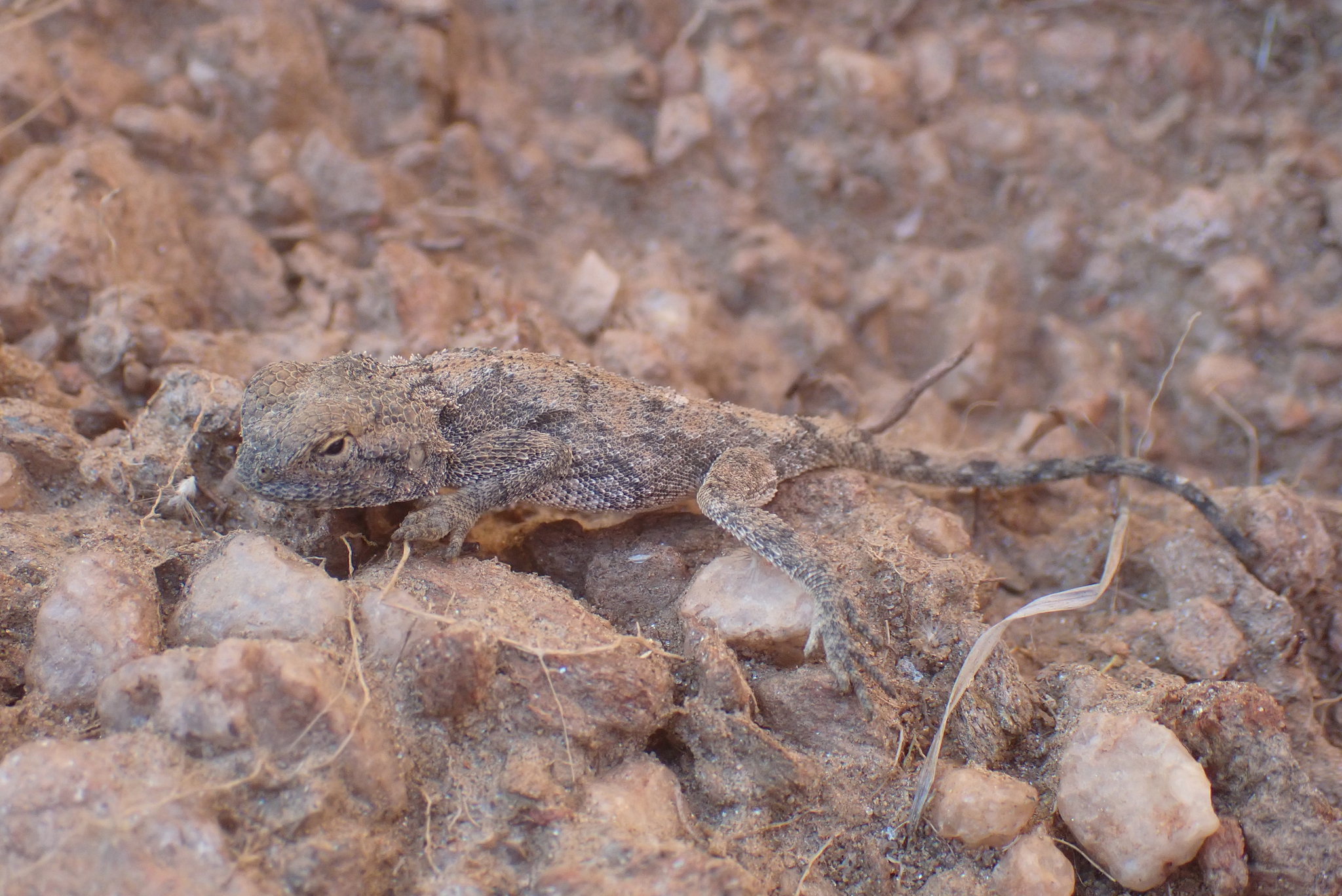 Agama anchietae Bocage, 1896