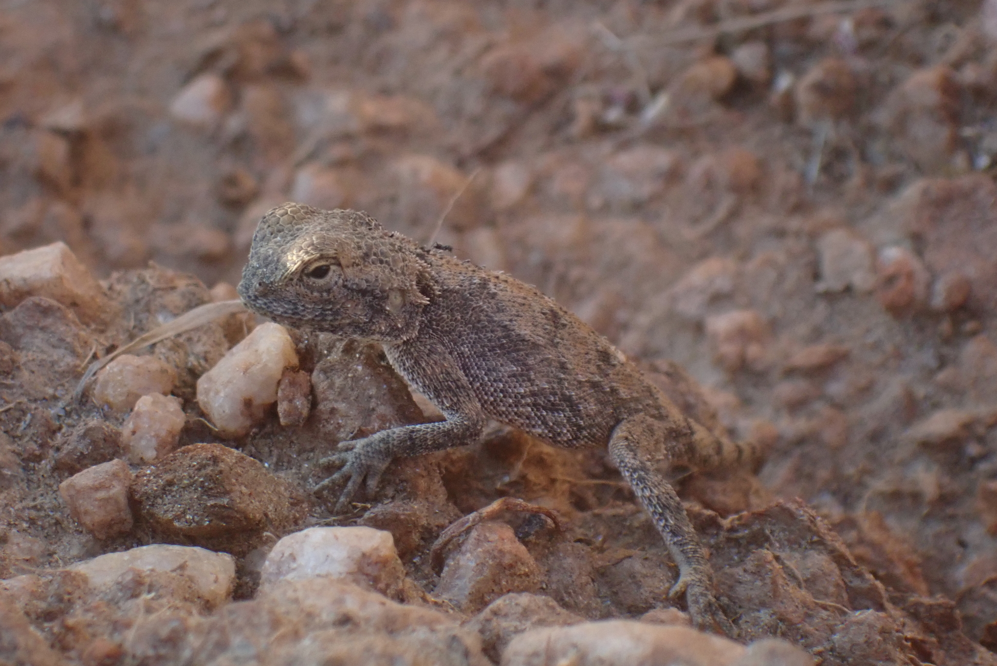 Agama anchietae Bocage, 1896