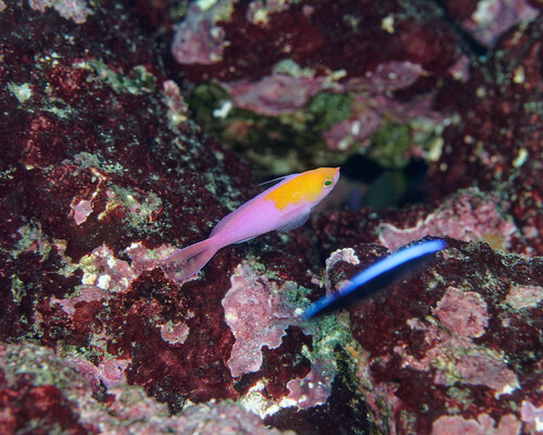 Pseudanthias regalis observed 2025-06-02