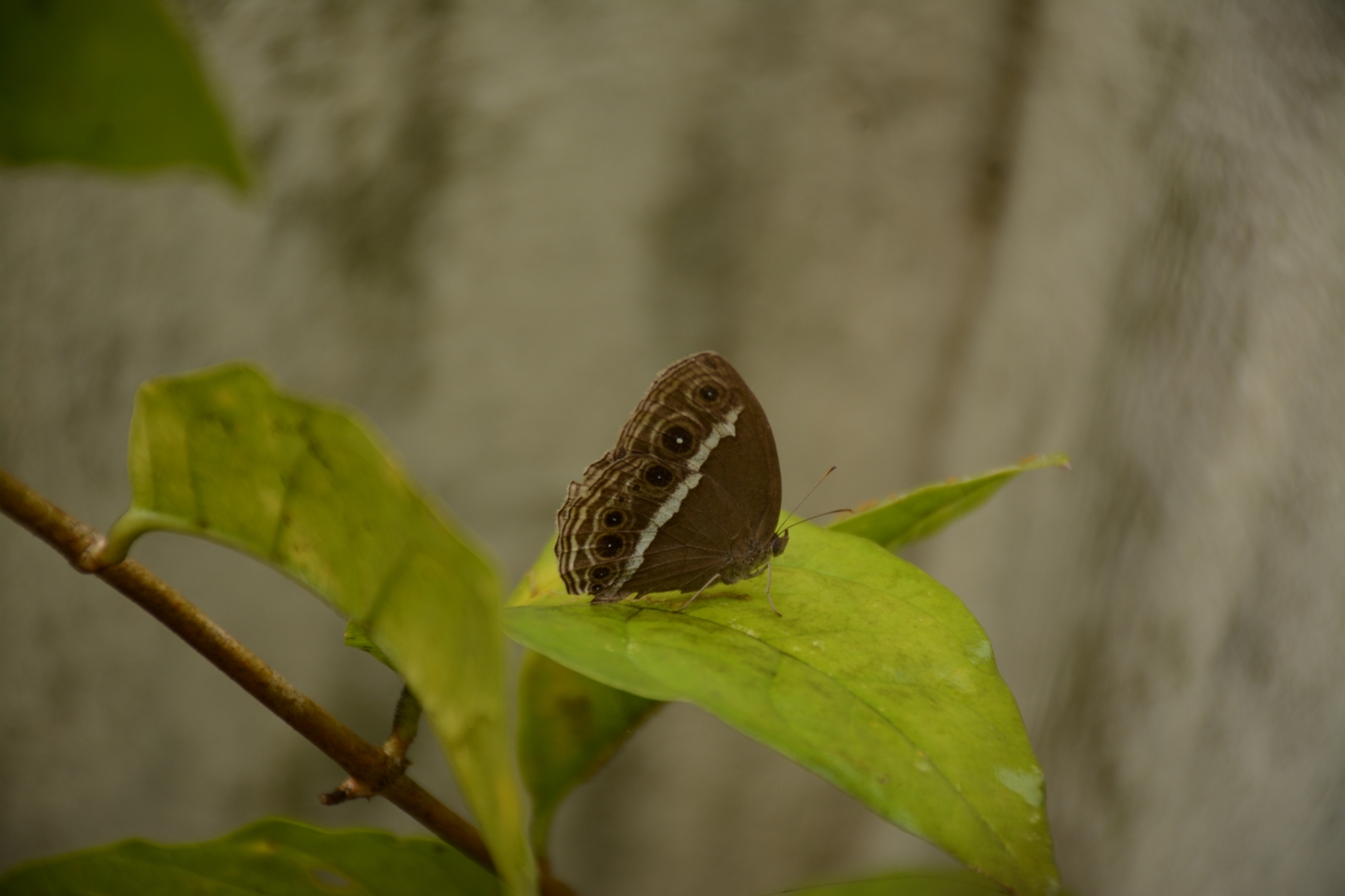 Dark-Branded Bushbrown