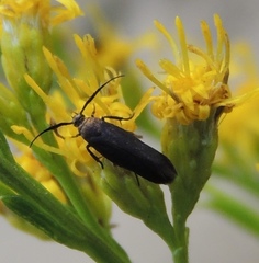 Scythris fuscicomella