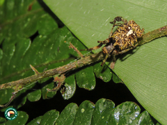 Wagneriana