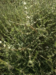 Salsola