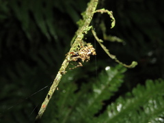 Wagneriana