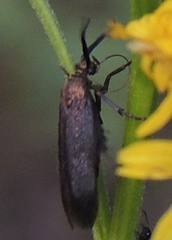 Scythris fuscicomella