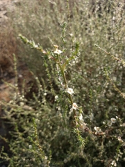Salsola