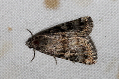 Paromphale caeca