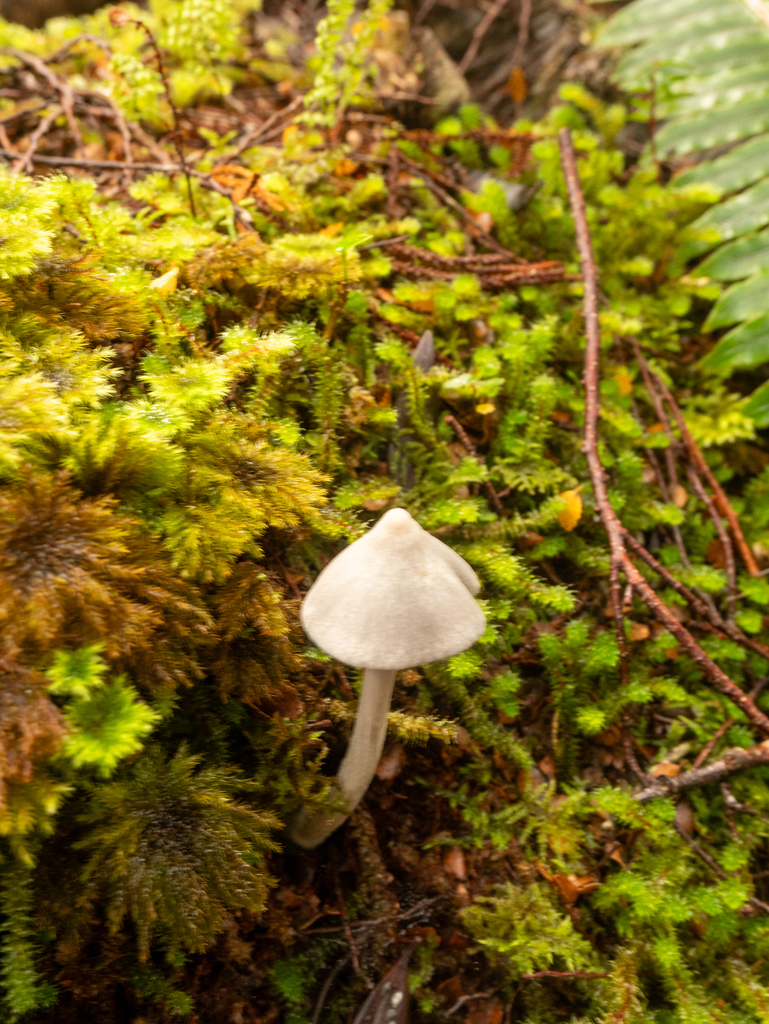 Entoloma canoconicum · April 2025 · photo: © hannah_whittall (iNaturalist, cc-by)