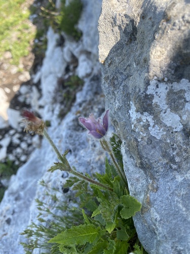 Pulsatilla violacea, photograph 3
