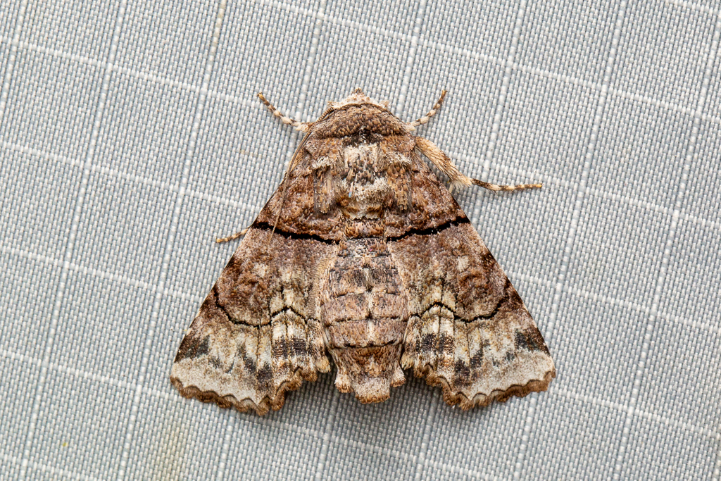 Aplotelia