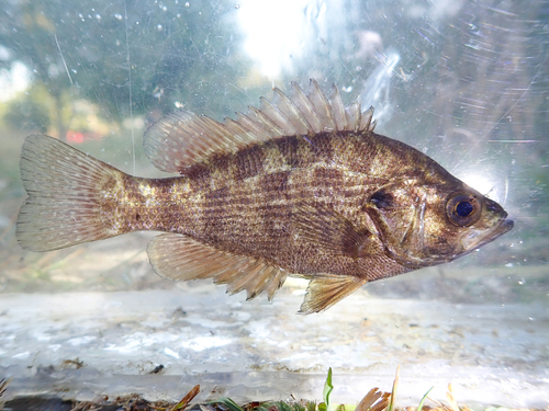 Sacramento perch (Archoplites interruptus) — Centrarchidae — 3