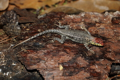 Sceloporus pyrocephalus