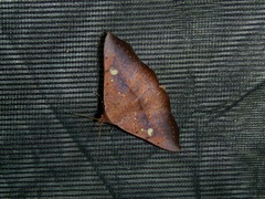 Erebidae