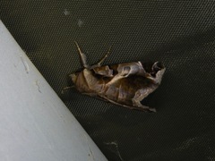 Lepidoptera