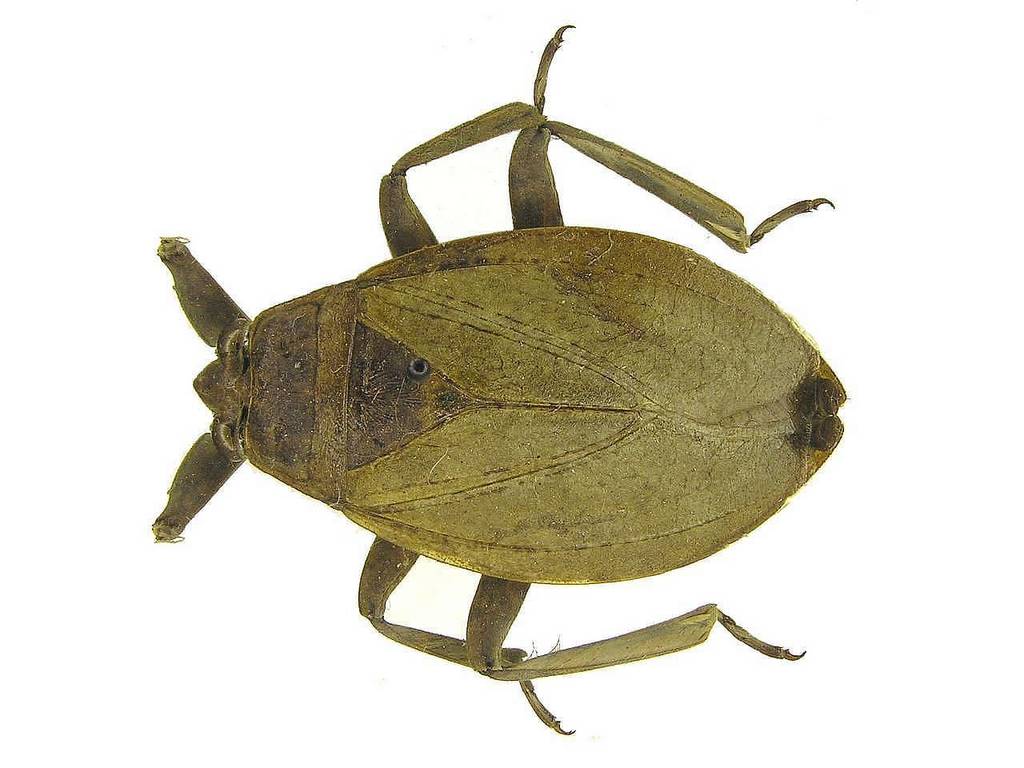 Giant Waterbug