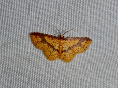 Geometridae