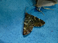 Erebidae