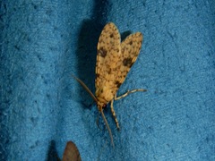 Lepidoptera
