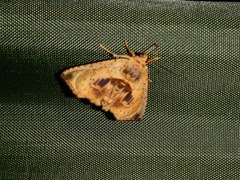Lepidoptera
