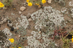Riccia albida