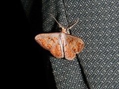 Lepidoptera