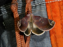 Lepidoptera
