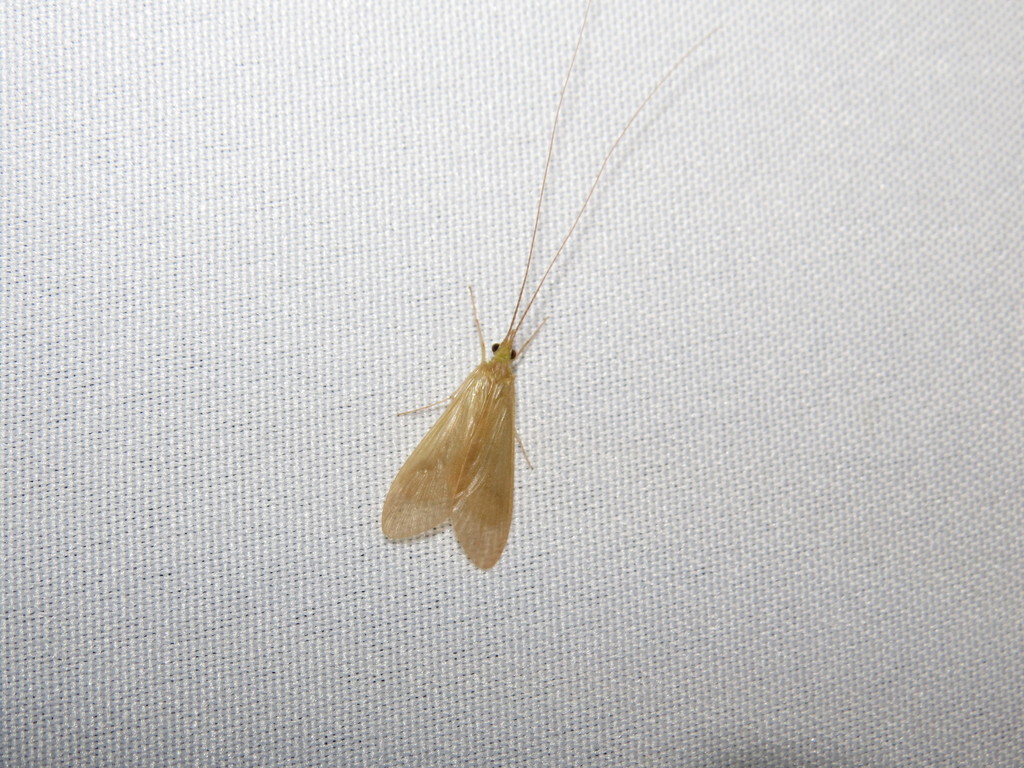 Leptonema pallidum