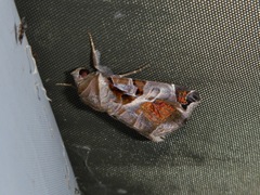 Lepidoptera