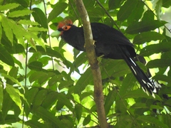 Dasylophus superciliosus