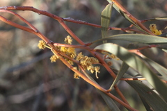 Acacia cambagei