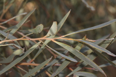 Acacia cambagei
