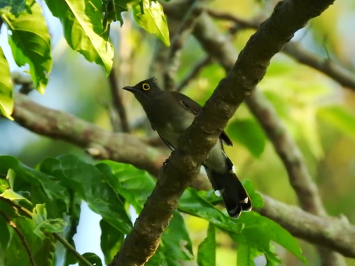 Yellow-wattled Bulbul (Microtarsus urostictus)