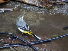 Motacilla cinerea