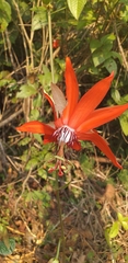 Passiflora miniata