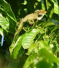 Bronchocela marmorata