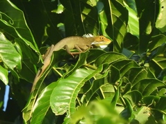 Bronchocela marmorata