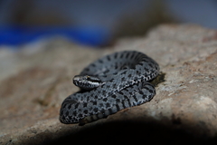 Crotalus pricei