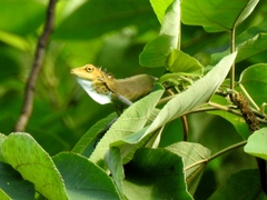 Bronchocela marmorata