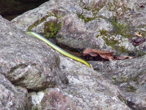 Common Tree Snake sighting