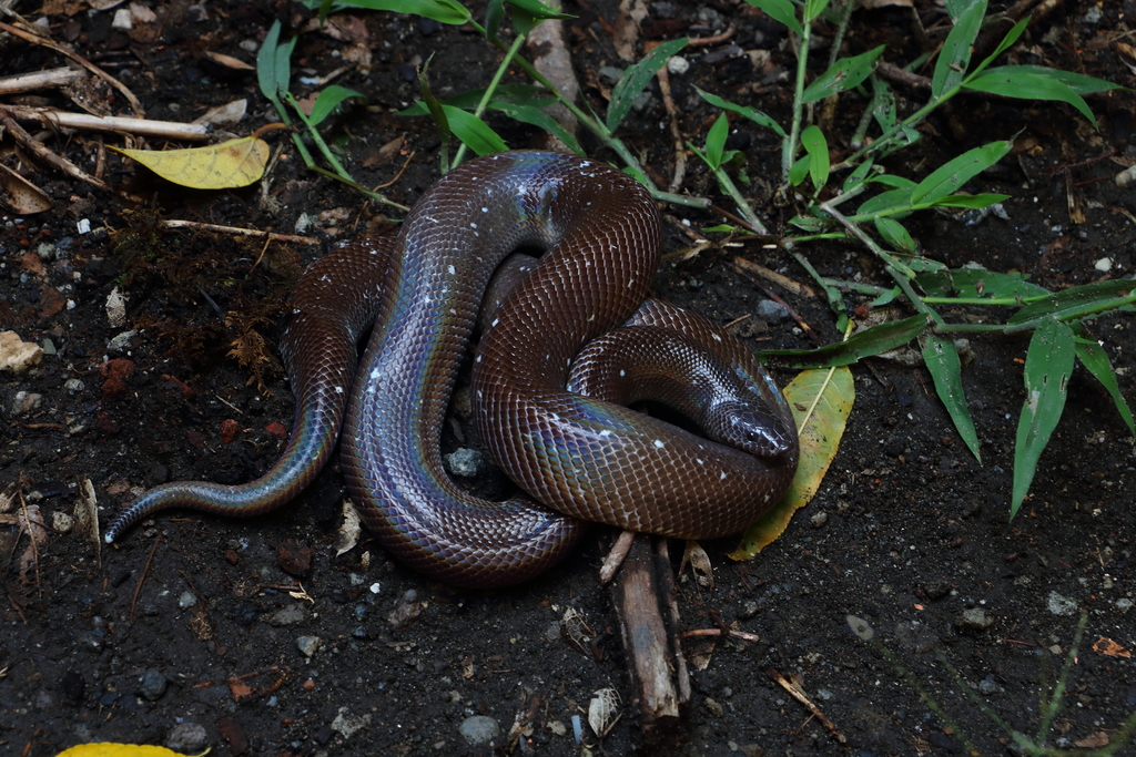 Mexican Burrowing Pythons (Loxocemidae) - Snakes and Lizards