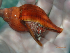 Fasciolaria