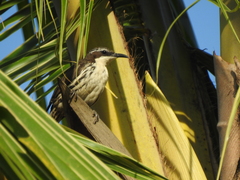 Rhabdornis mystacalis